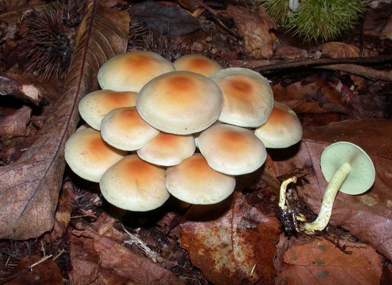 Escursione autunnale in Corsica - 3